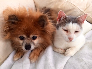a little red dog lies next to a little white and grey cat